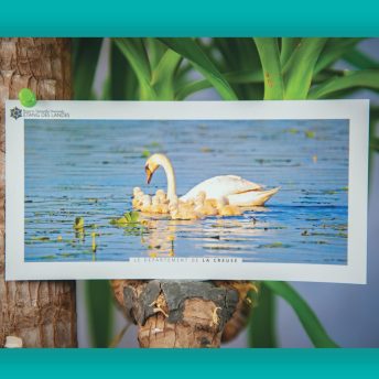 cygne tubercule