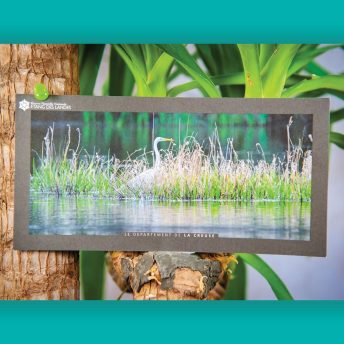 grande aigrette