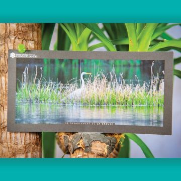 grande aigrette