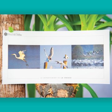 grande aigrette - mouettes - grues
