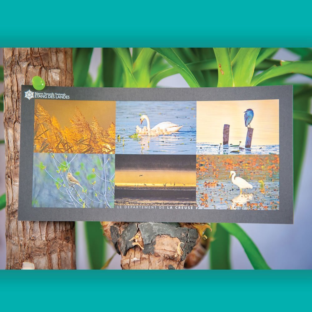 roselière - cygne - bibereau - pouillot - coucher de soleil